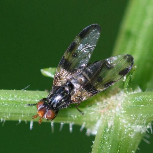Otites ruficeps